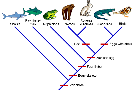 cladogram evolution synapomorphies phylogeny cladistics schoolworkhelper