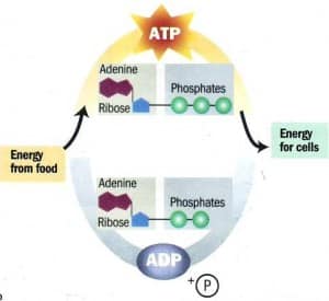 Cellular Respiration: Glycolysis, Pyruvate, Krebs | SchoolWorkHelper