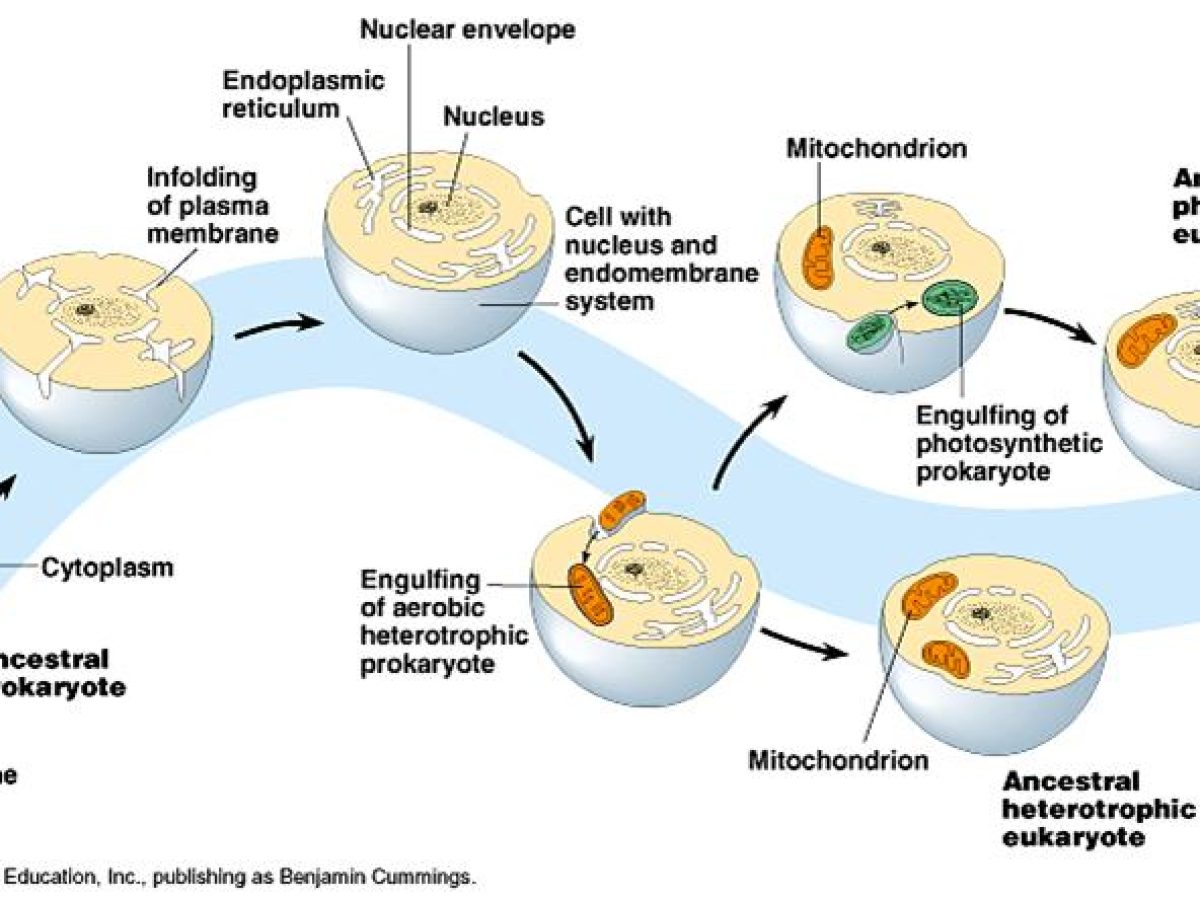Evolution Of Cell Organelles
