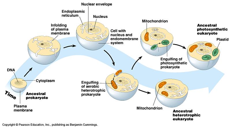 In the origin of the eukaryotes, endosymbiosis