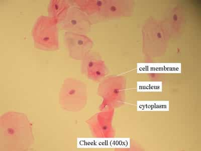 cheek cells under microscope labeled