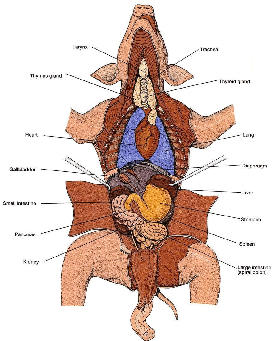 Fetal Pig Dissection Lab Answers | SchoolWorkHelper