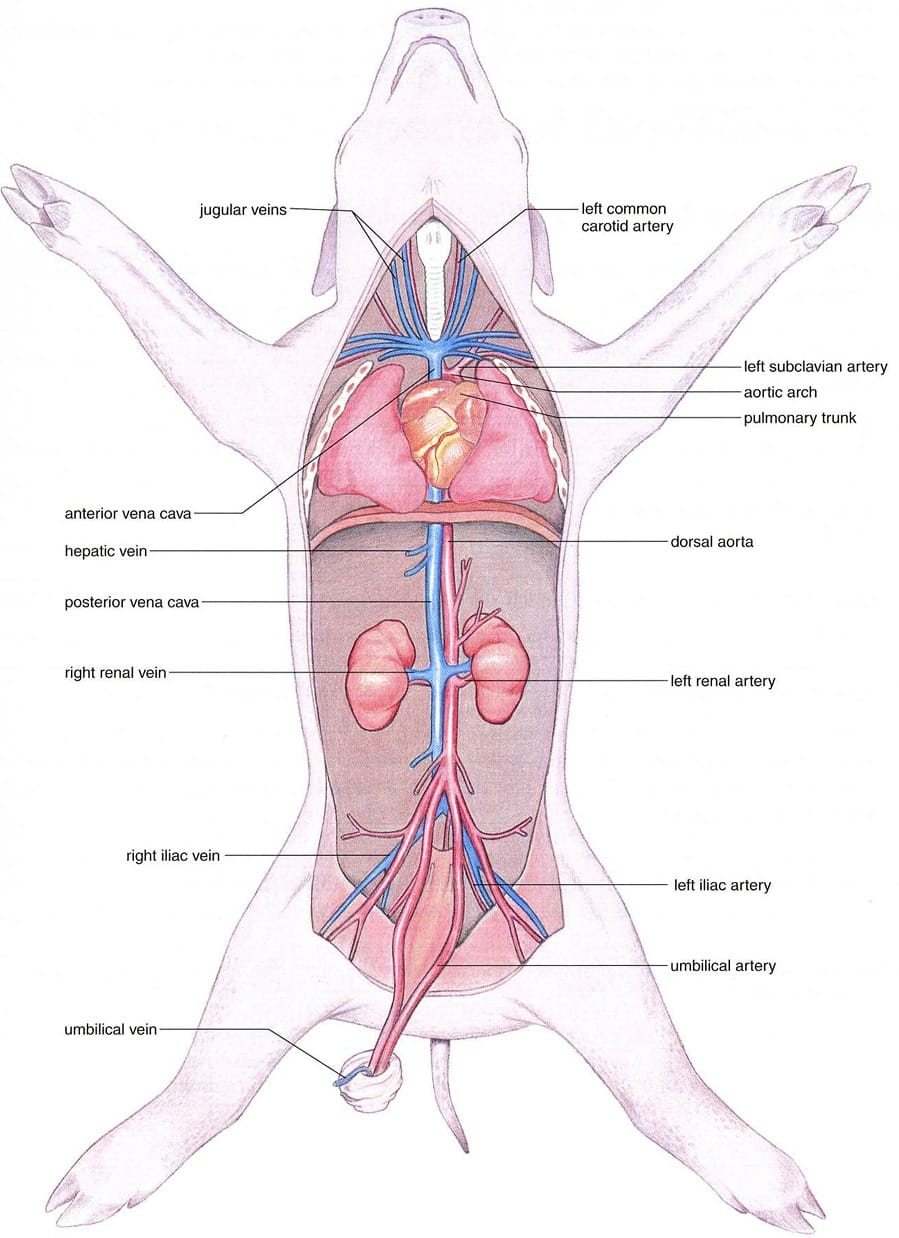 fetal-pig-diagram-schoolworkhelper