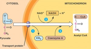 Cellular Respiration: Glycolysis, Pyruvate, Krebs 