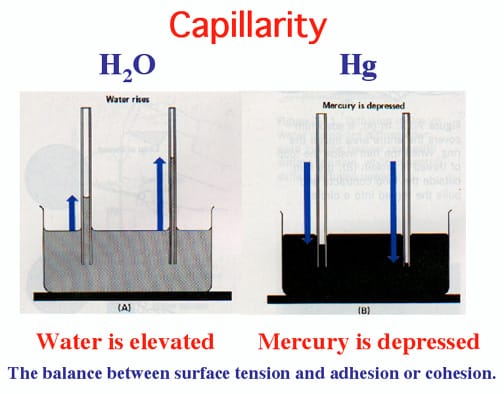 capillarity-wetting-schoolworkhelper