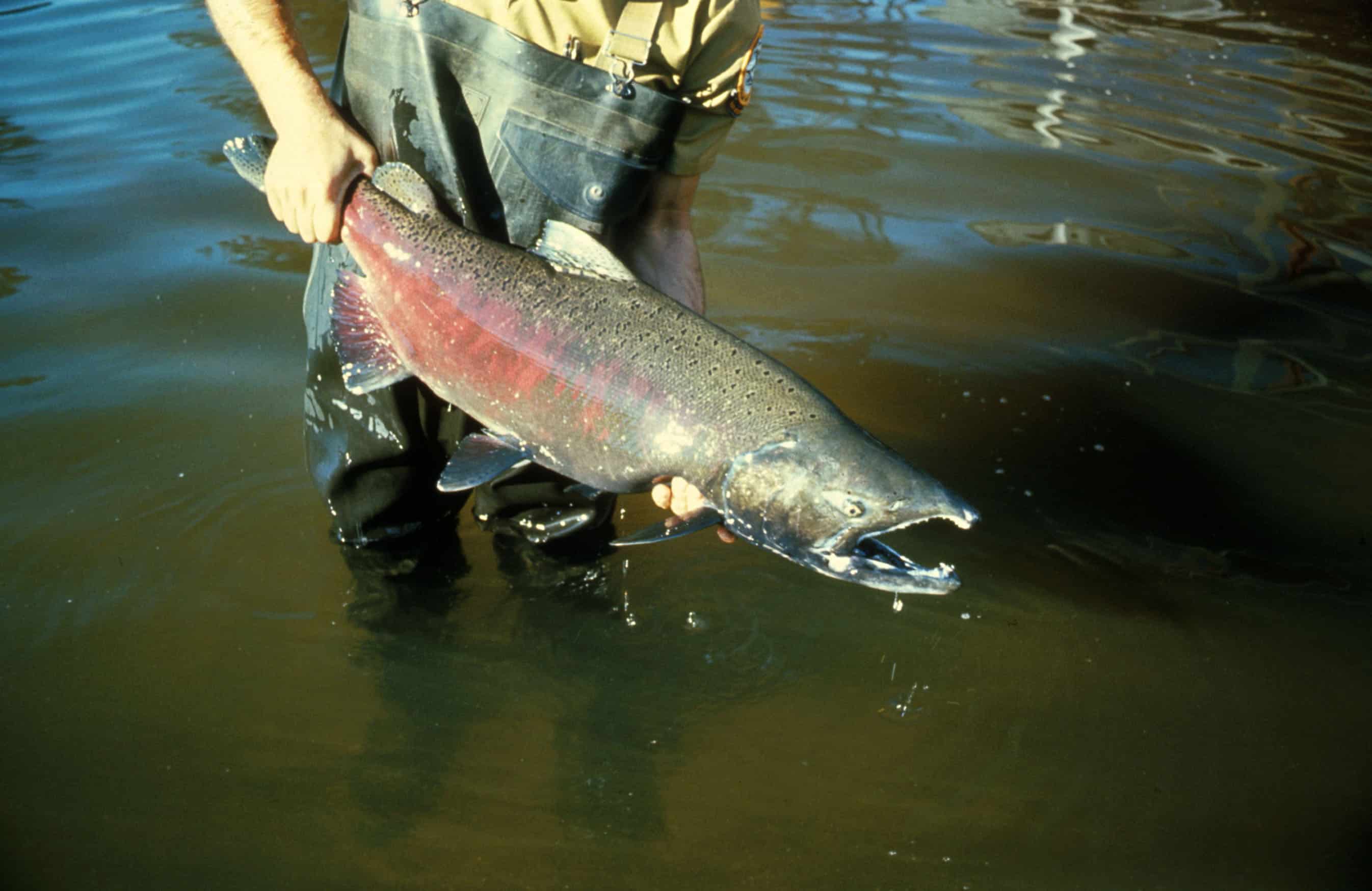 Chinook Salmon: Industry & Fishery | SchoolWorkHelper