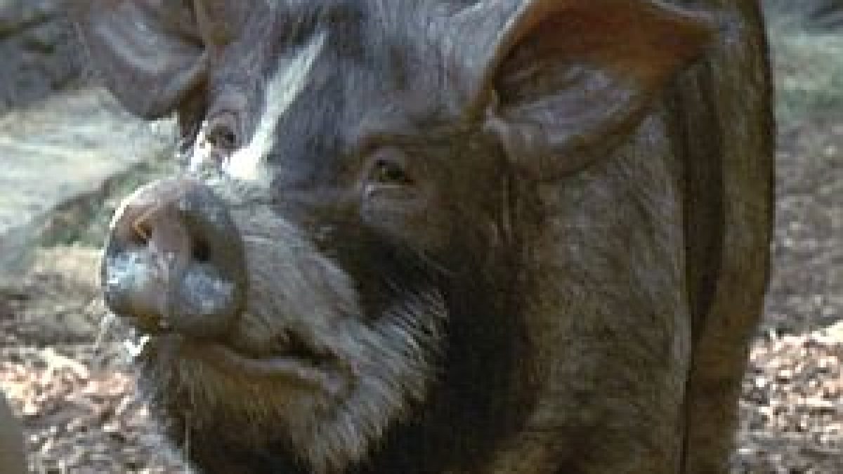 Animal Farm Napoleon Dogs