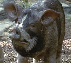 23+ Animal Farm Films PNG