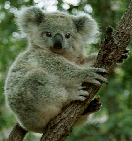 Koala Facts for Kids, Australian Animals