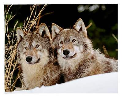 Wolves: Habitat, Characteristics, Behaviors | SchoolWorkHelper