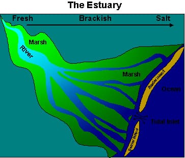 Estuary: Overview & Summary | SchoolWorkHelper