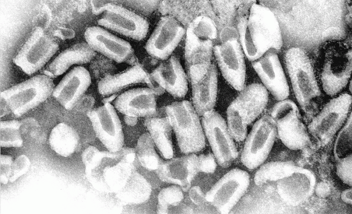 rabies-virus-1