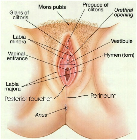 Male & Female Sexual Anatomy: Function and Purpose