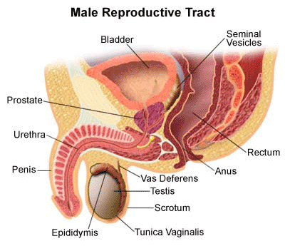 When does your body produce testosterone