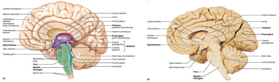 epithalamus