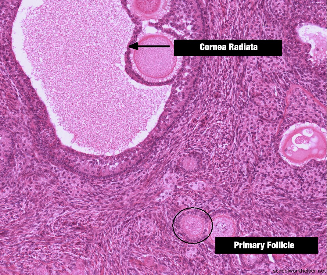 ovarian follicles slide