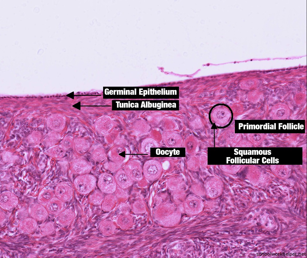 ovary-slide-labelled-histology-schoolworkhelper