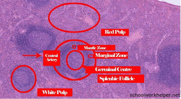 Spleen Histology Slide Labeled