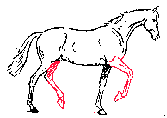 horseback-legs
