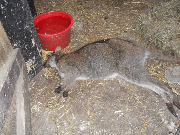 Negative-effects-of-animal-zoos-1