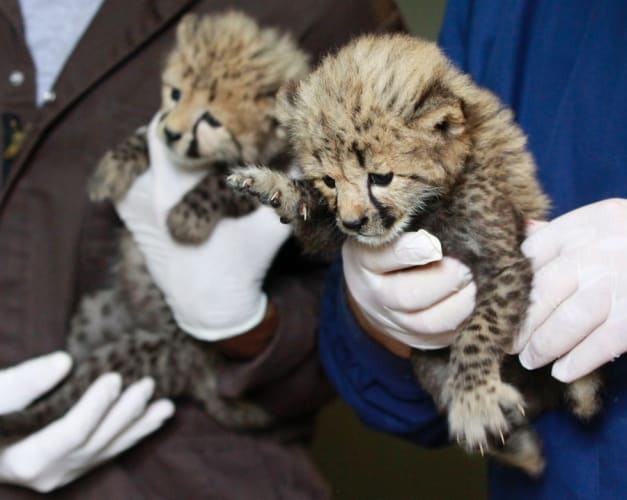 Negative Effects of Animal Zoos and Confinement SchoolWorkHelper