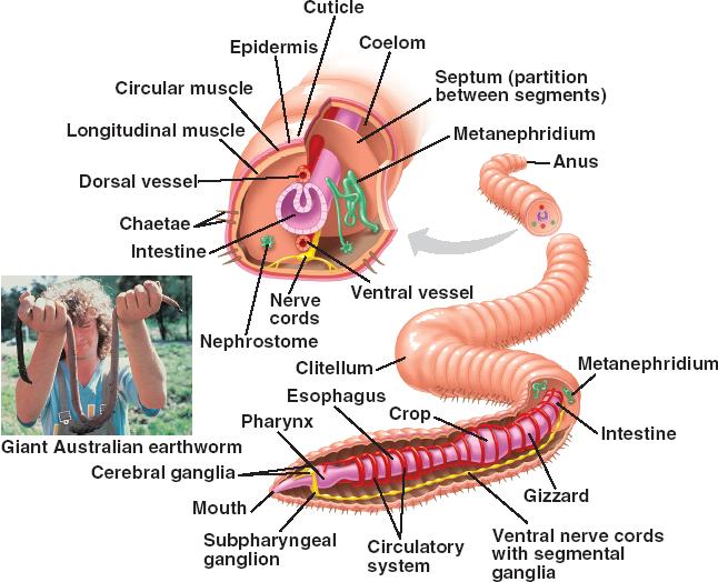 Earthworm Dissection Lab Answers SchoolWorkHelper