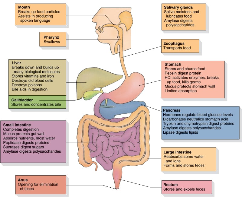 functions of digestive system essay