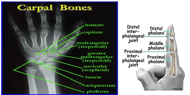 bones-of-hands
