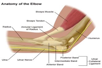elbow-joint