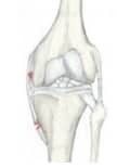 elbow-knee-hinge-joint