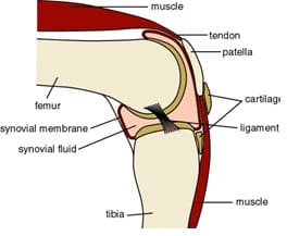 knee-joint