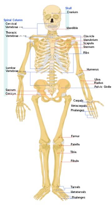skeletal-system