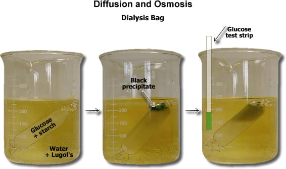 osmosis experiment dialysis tubing