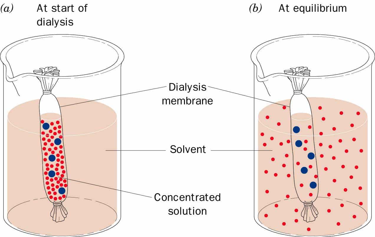 Selective Permeability of Dialysis Tubing Lab Explained SchoolWorkHelper