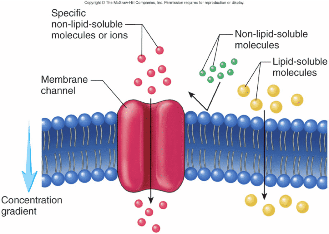 Selective Permeability