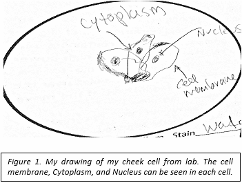 cheek-cell | SchoolWorkHelper