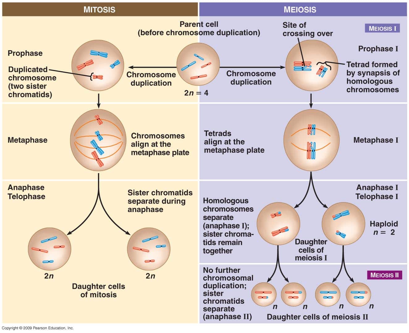 Similarities Between Mitosis And Meiosis Chart