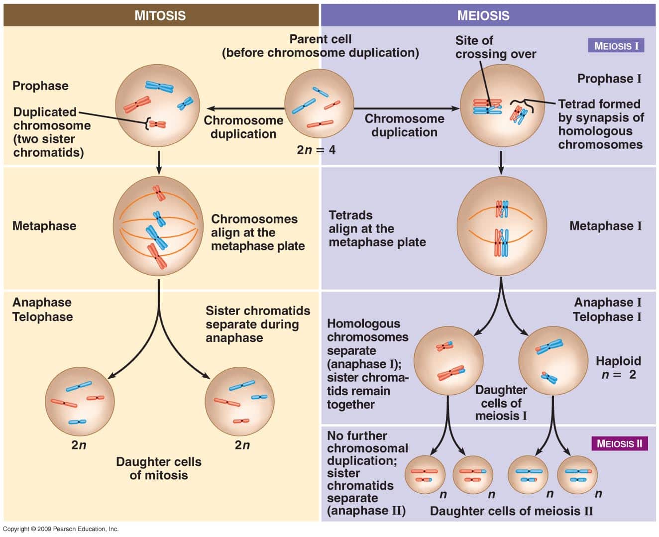 Is There A Difference Between Mitosis And Mitotic Cell Division