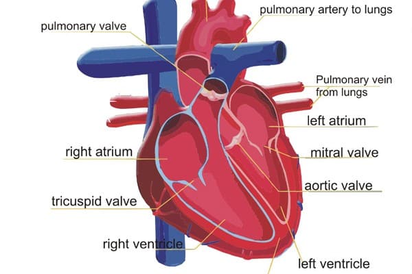 Circulatory system, Functions, Parts, & Facts