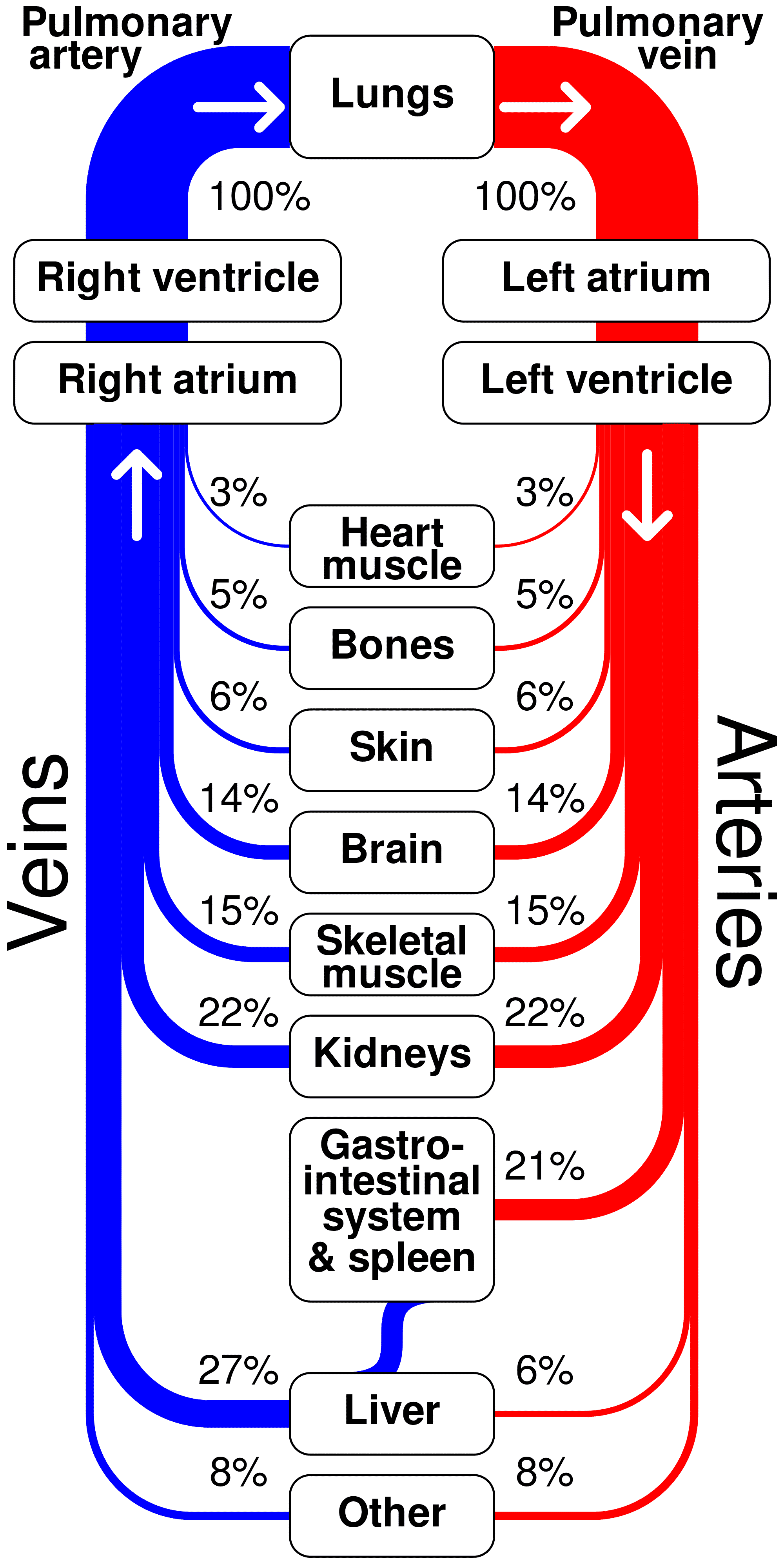 Circulatory system, Functions, Parts, & Facts