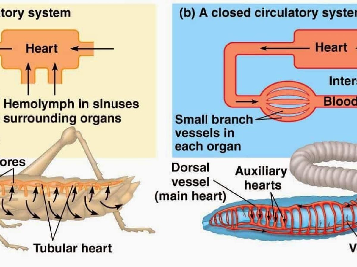 Define Open Circulatory System And Closed Circulatory System