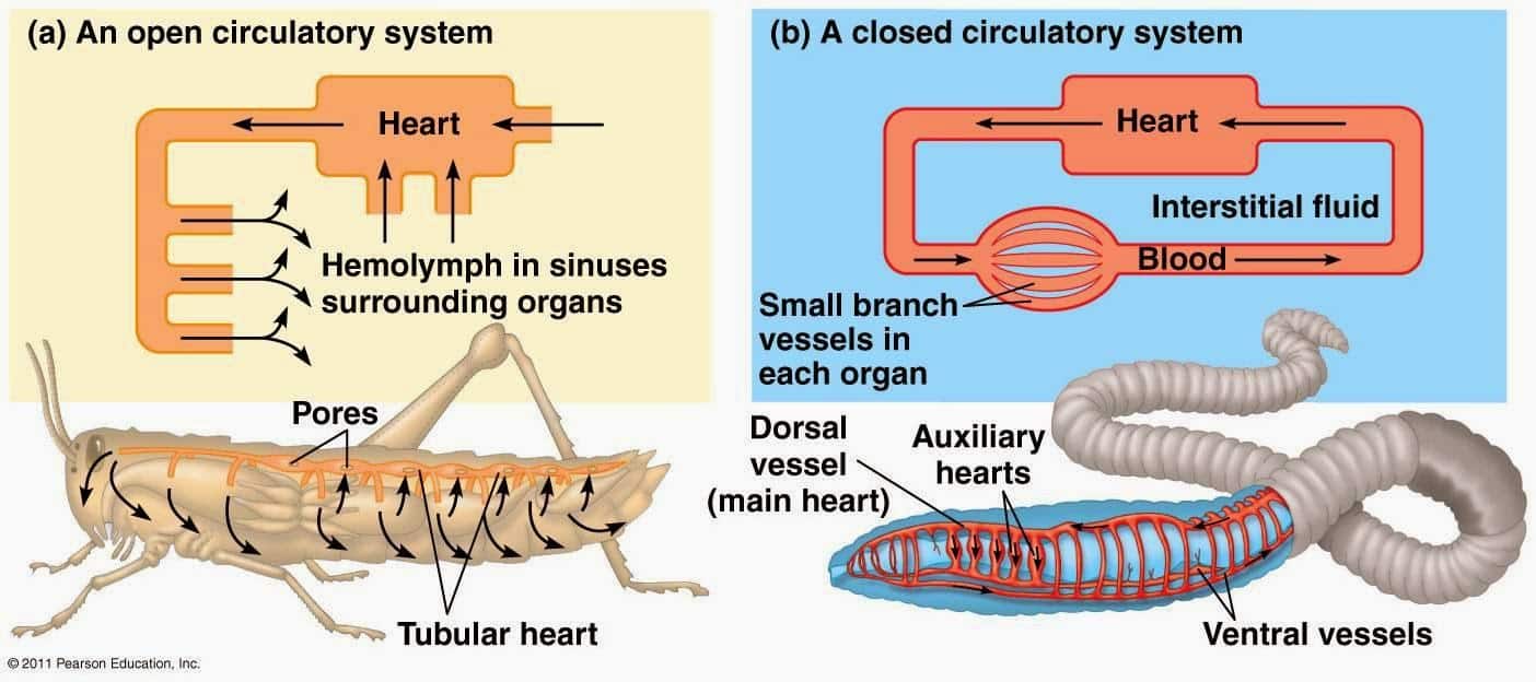 Circulatory system, Functions, Parts, & Facts