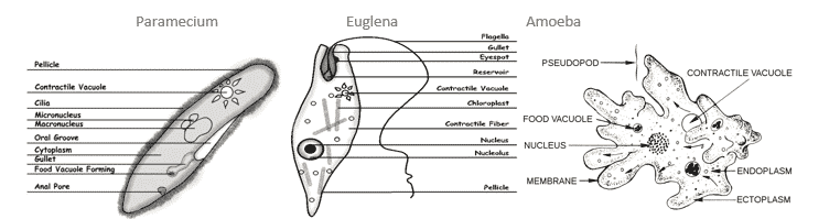 protist-study-guide-schoolworkhelper