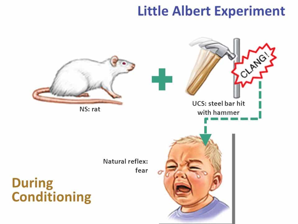 albert b experiment