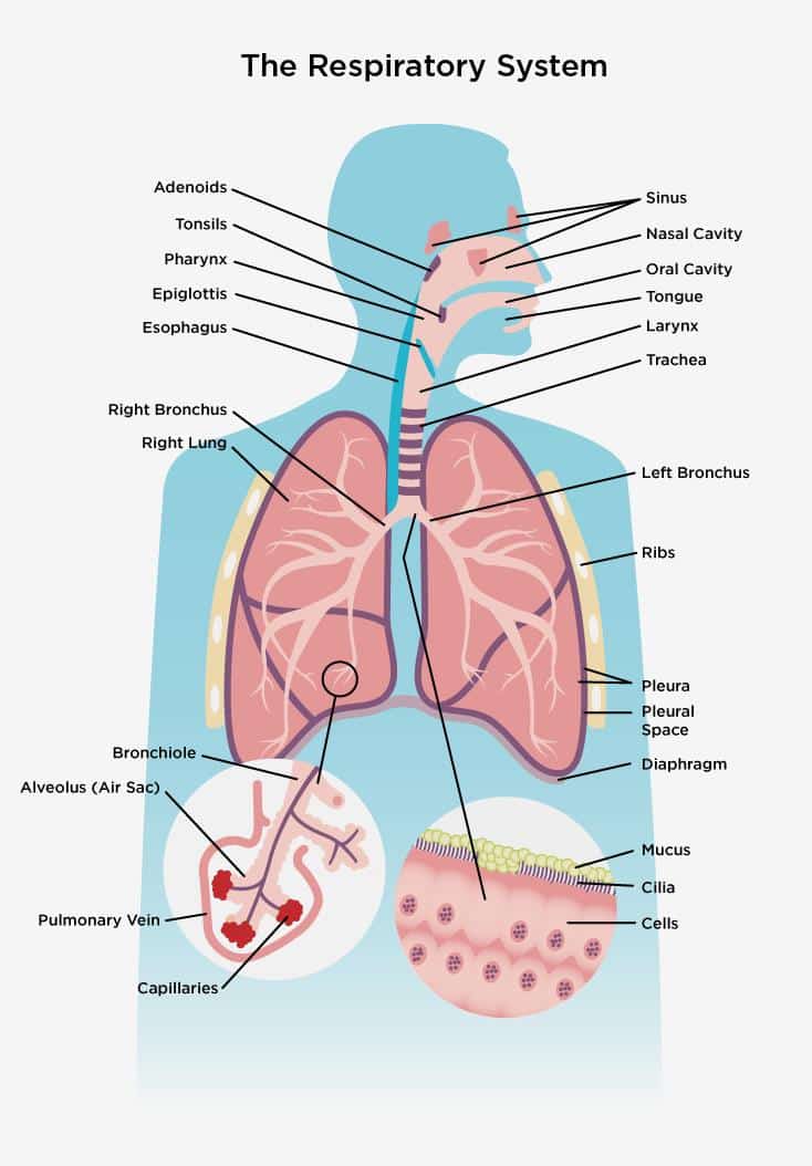 Systems of the Human Body | SchoolWorkHelper