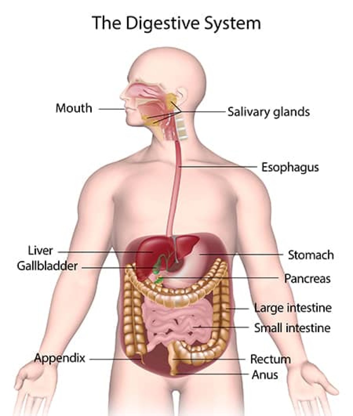 How the Digestive System Works in Schaumburg IL, image size:1200x1416