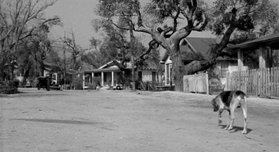The-mad-dog-to-kill-a-mocking-bird | Schoolworkhelper