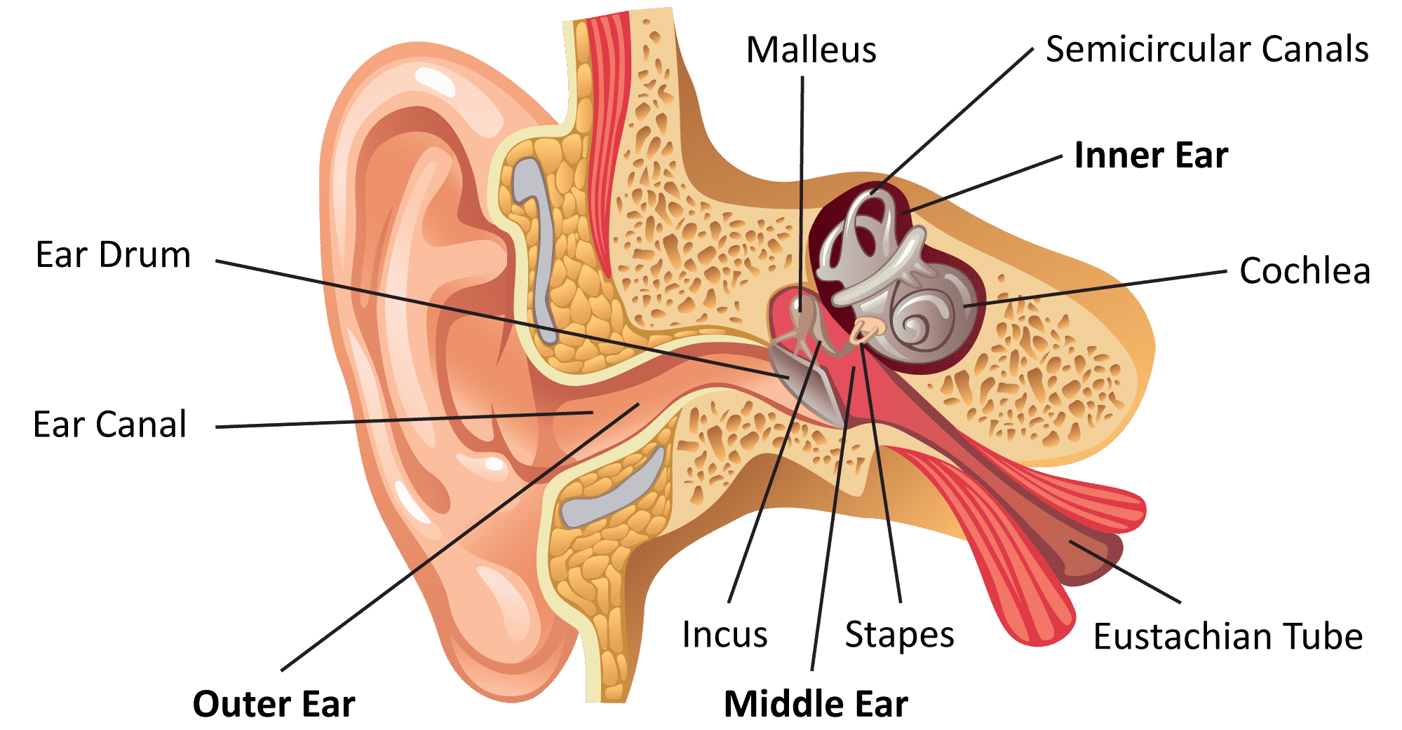 Наковальня и стремечко какое ухо. Слуховые косточки функции. Слуховой аппарат человека.