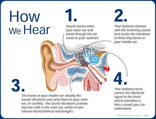 How-we-hear | Schoolworkhelper