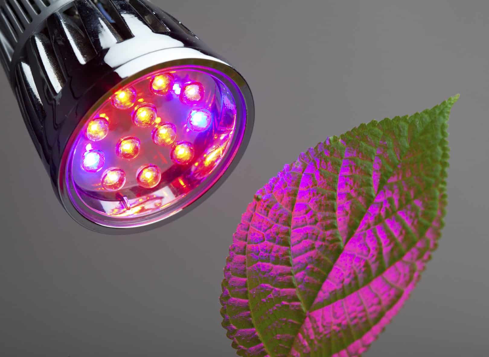 rate of photosynthesis in different colored lights